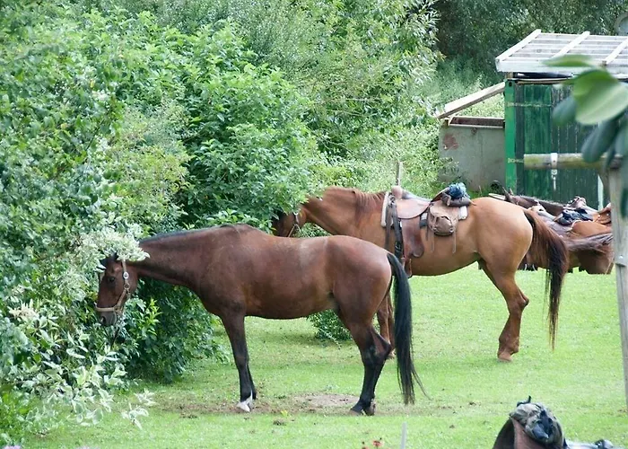 Landgasthof Feihl בית הארחה